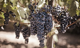 Descubré las variedades de uvas tradicionales de la Rioja